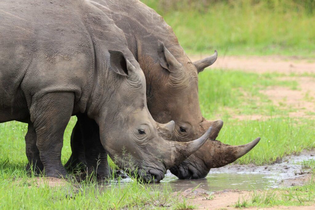 Rinocerontes en el Ziwa Rhino Sanctuary