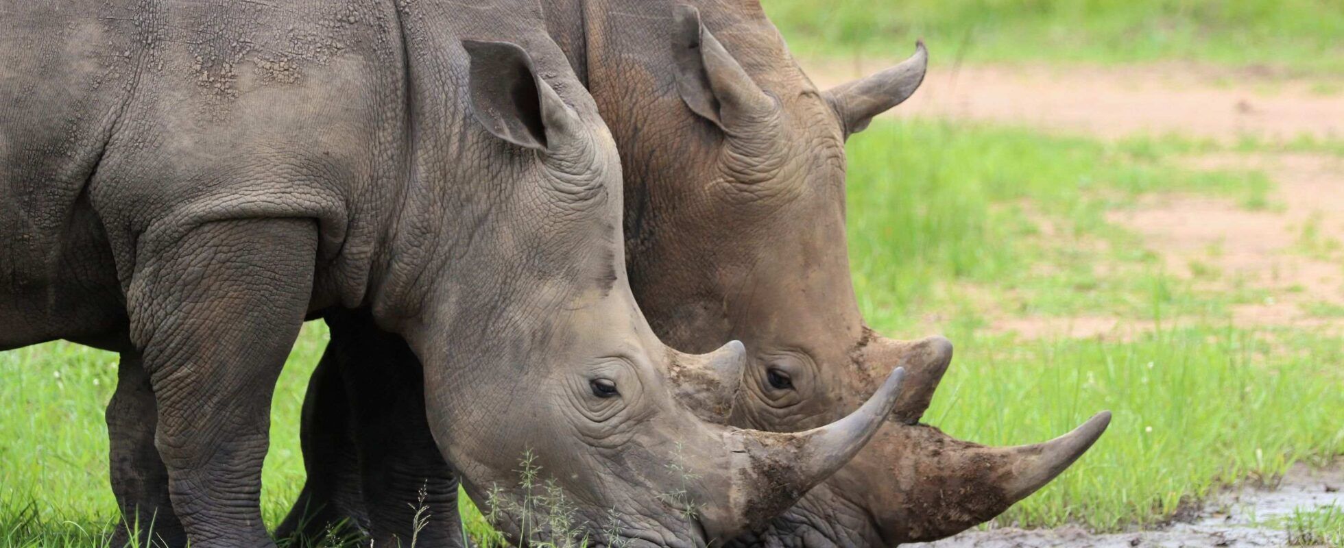 Rinocerontes en el Ziwa Rhino Sanctuary