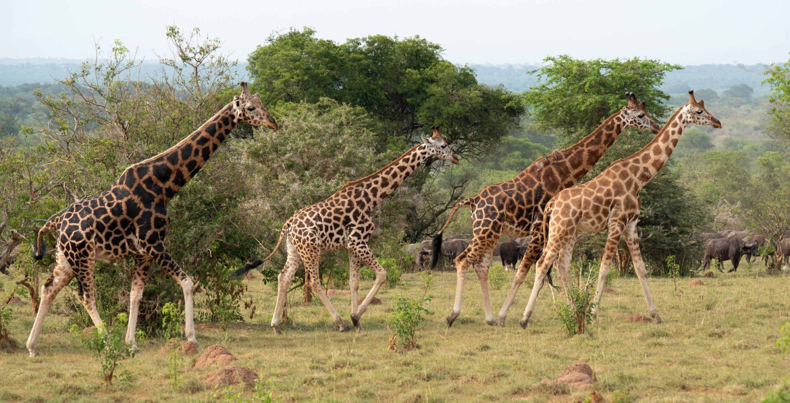 Safari en jeep en el Parque Nacional Murchison Falls