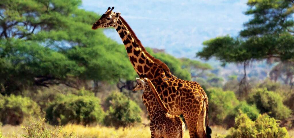 Jirafas en el Parque Nacional de Amboseli