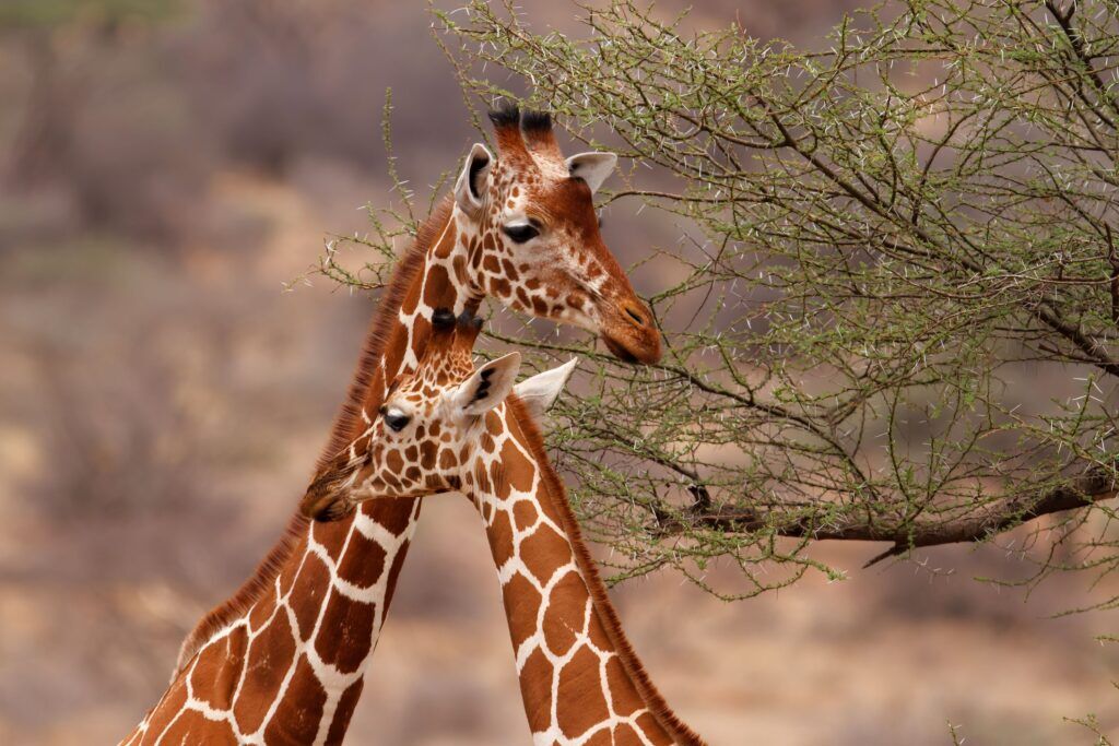 Jirafas en la Reserva nacional de Samburu