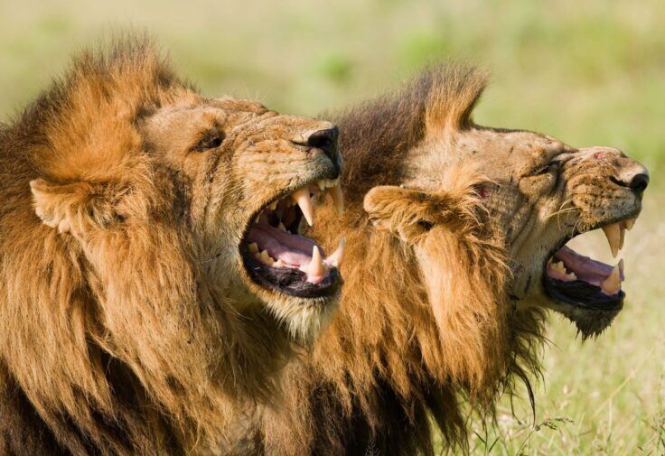 Leones en el Parque Nacional de Tsavo East