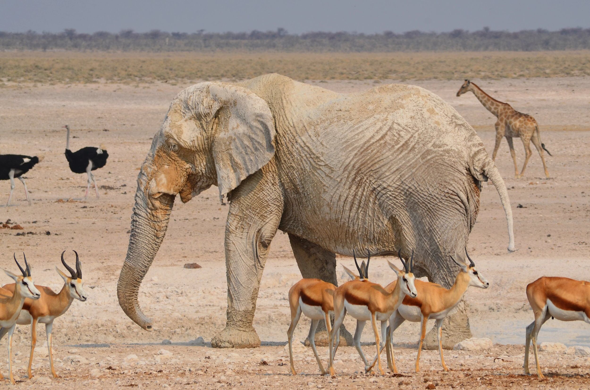 Elefante rodeado de gacelas saltarinas, avestruces y una jirafa en el Parque Nacional de Etosha, Namibia