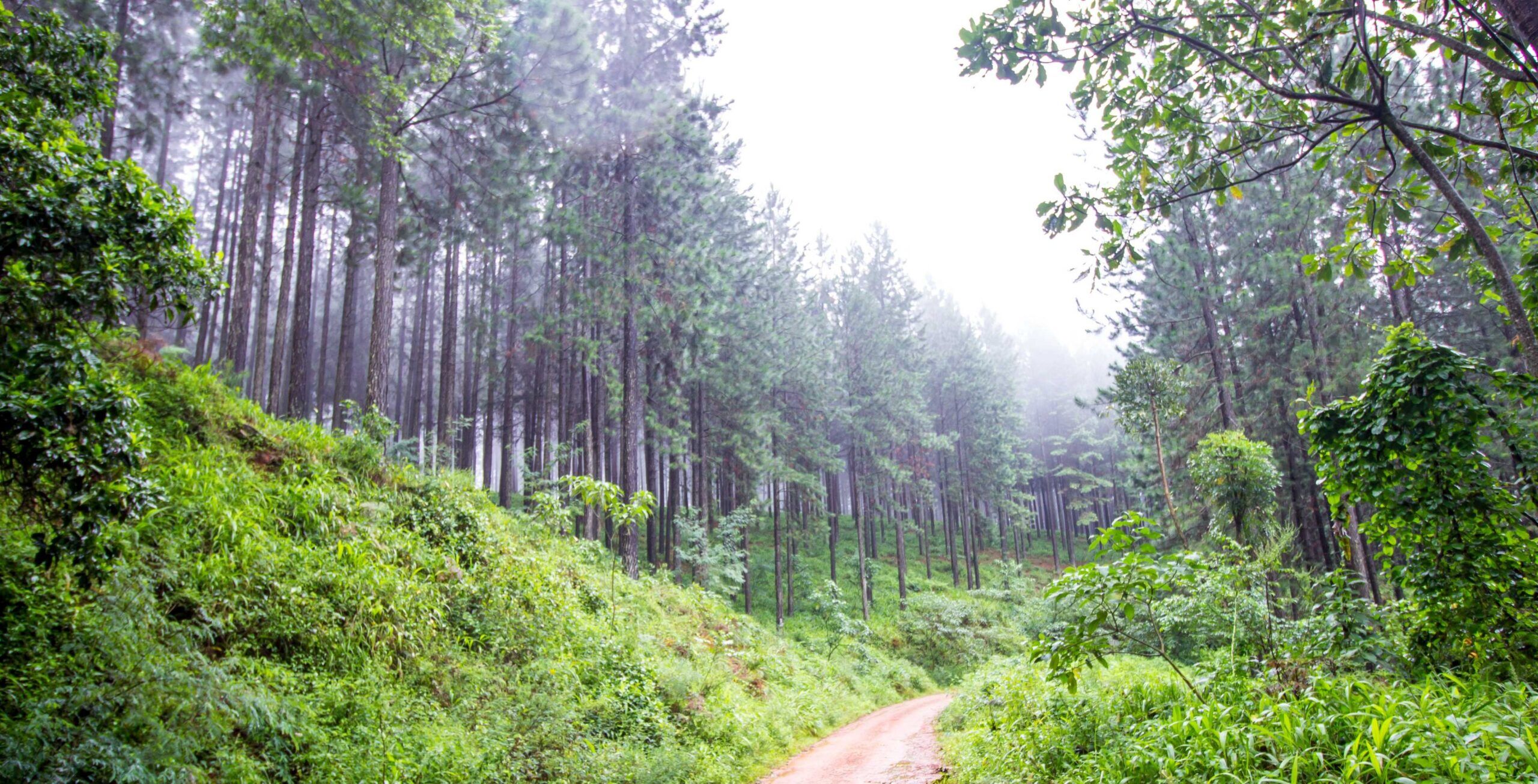 Trayecto de Pilanesberg a Magoebaskloof