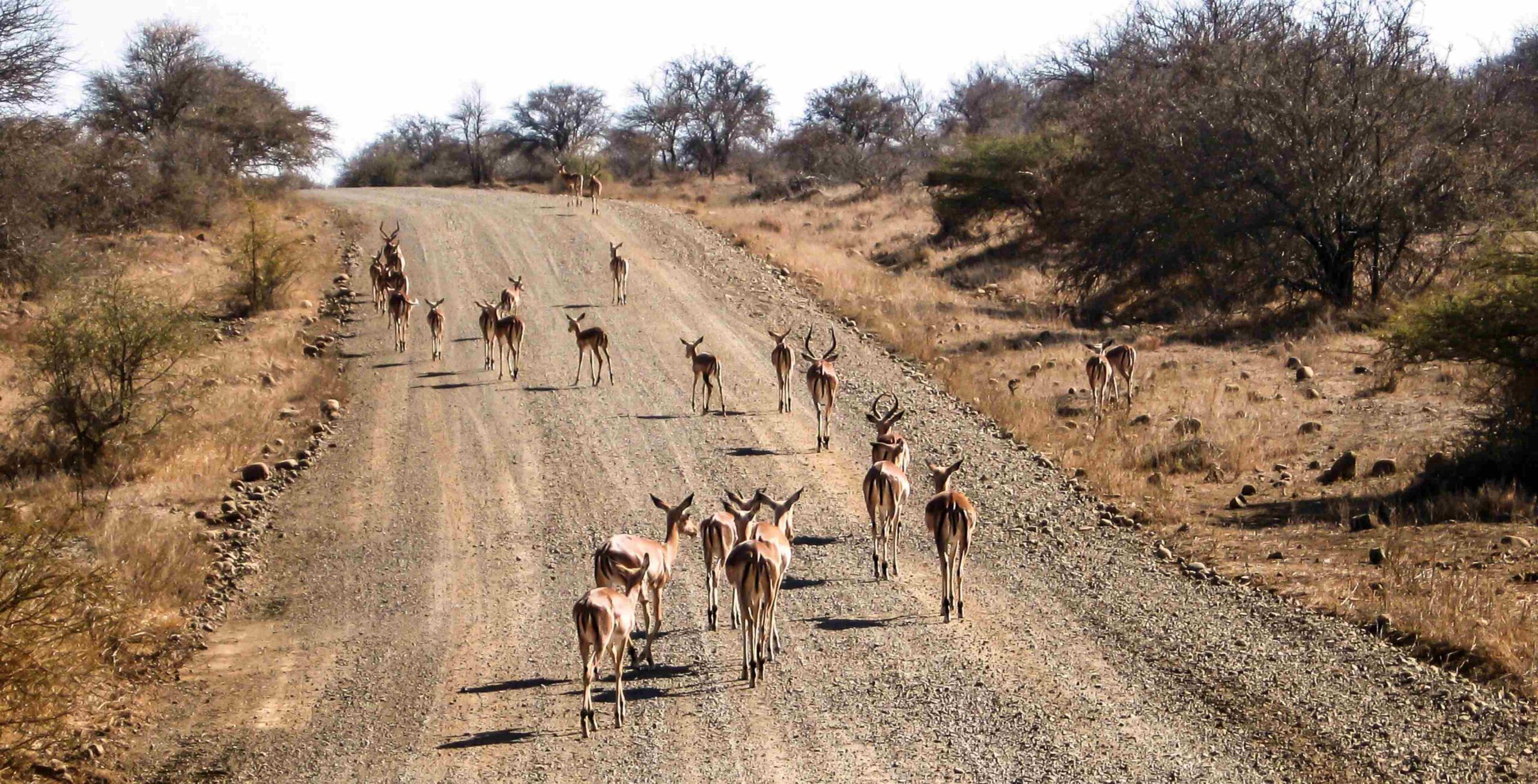 Trayecto en coche de Hoedspruit al Parque Nacional Kruger — Orpen Gate