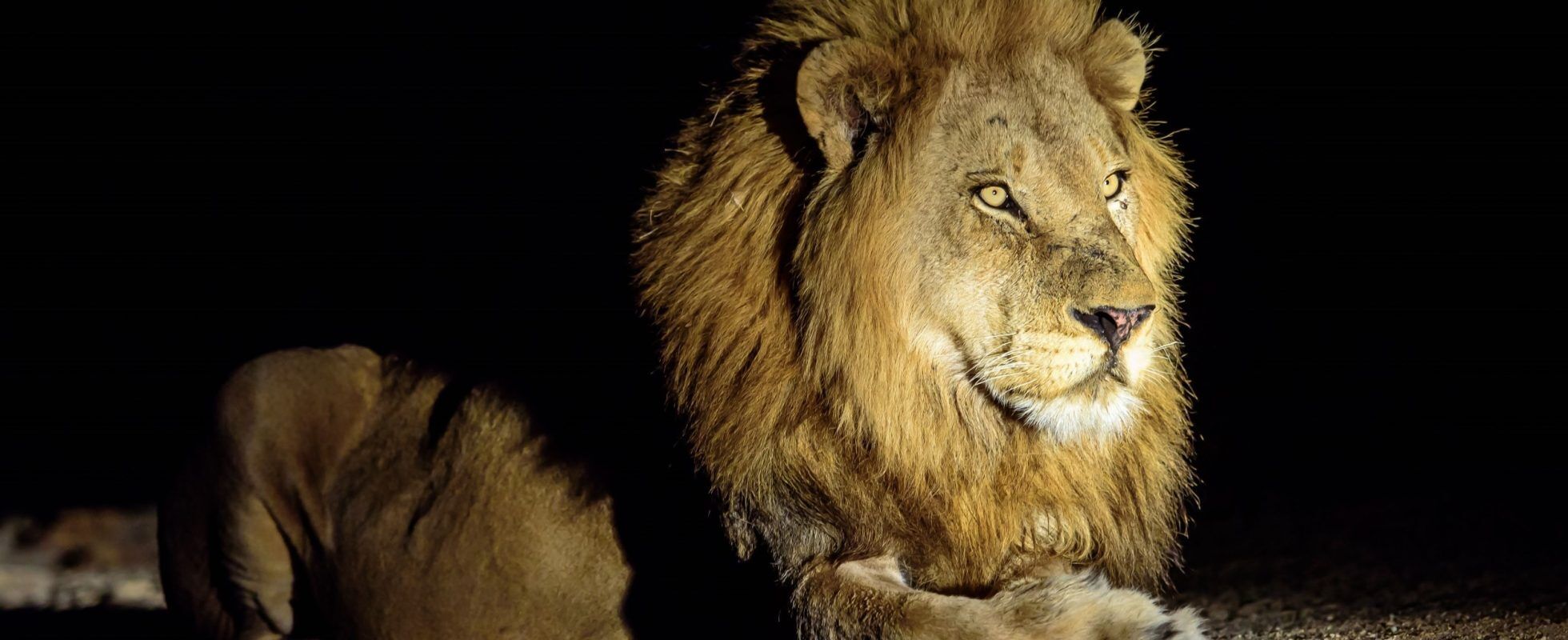 León por la noche