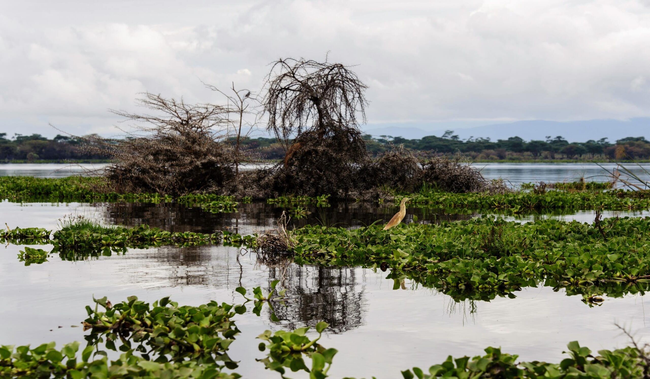 Lago Naivasha