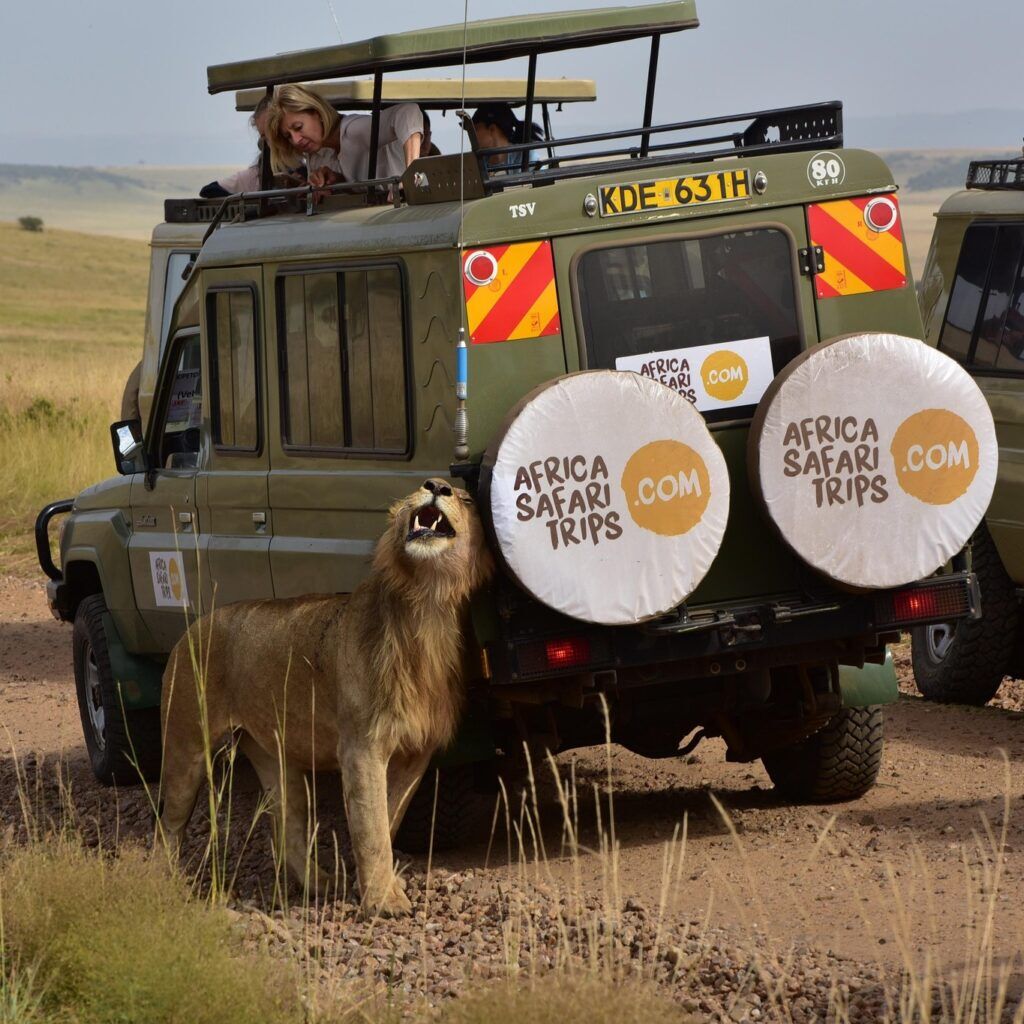 León junto a jeep privado