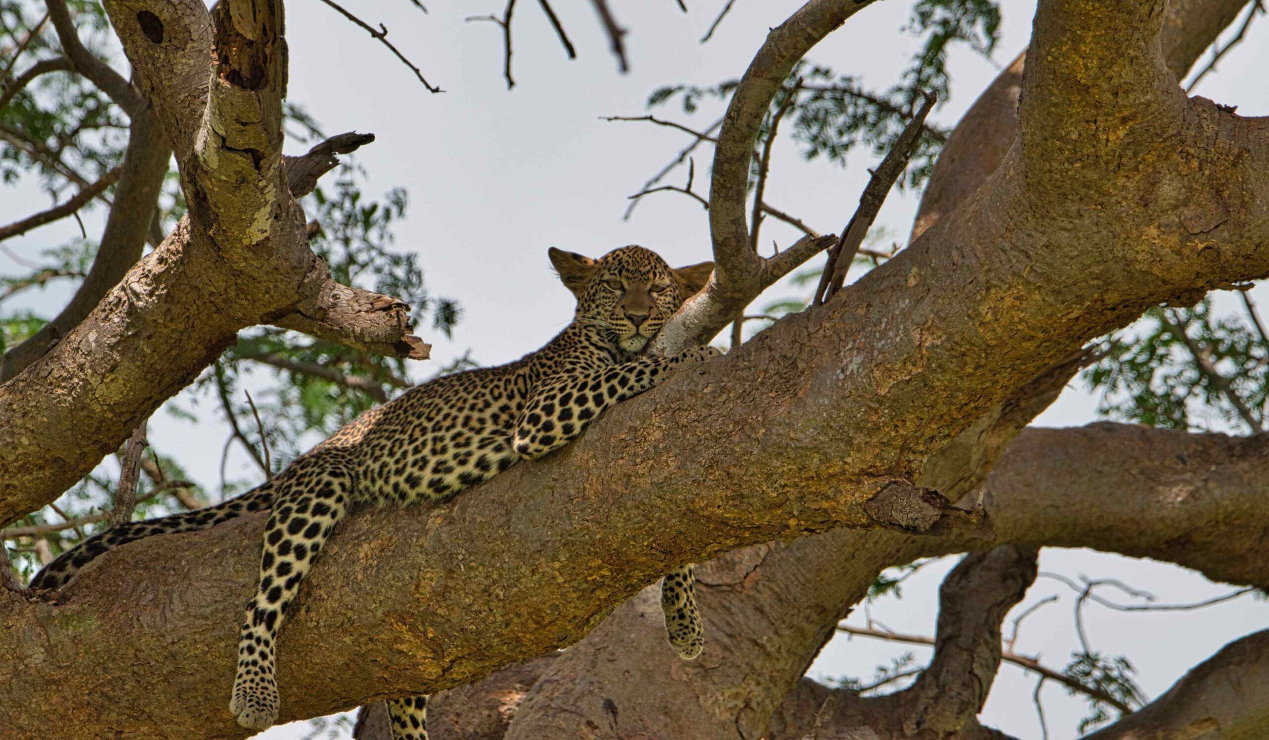 Parque Nacional Tsavo East