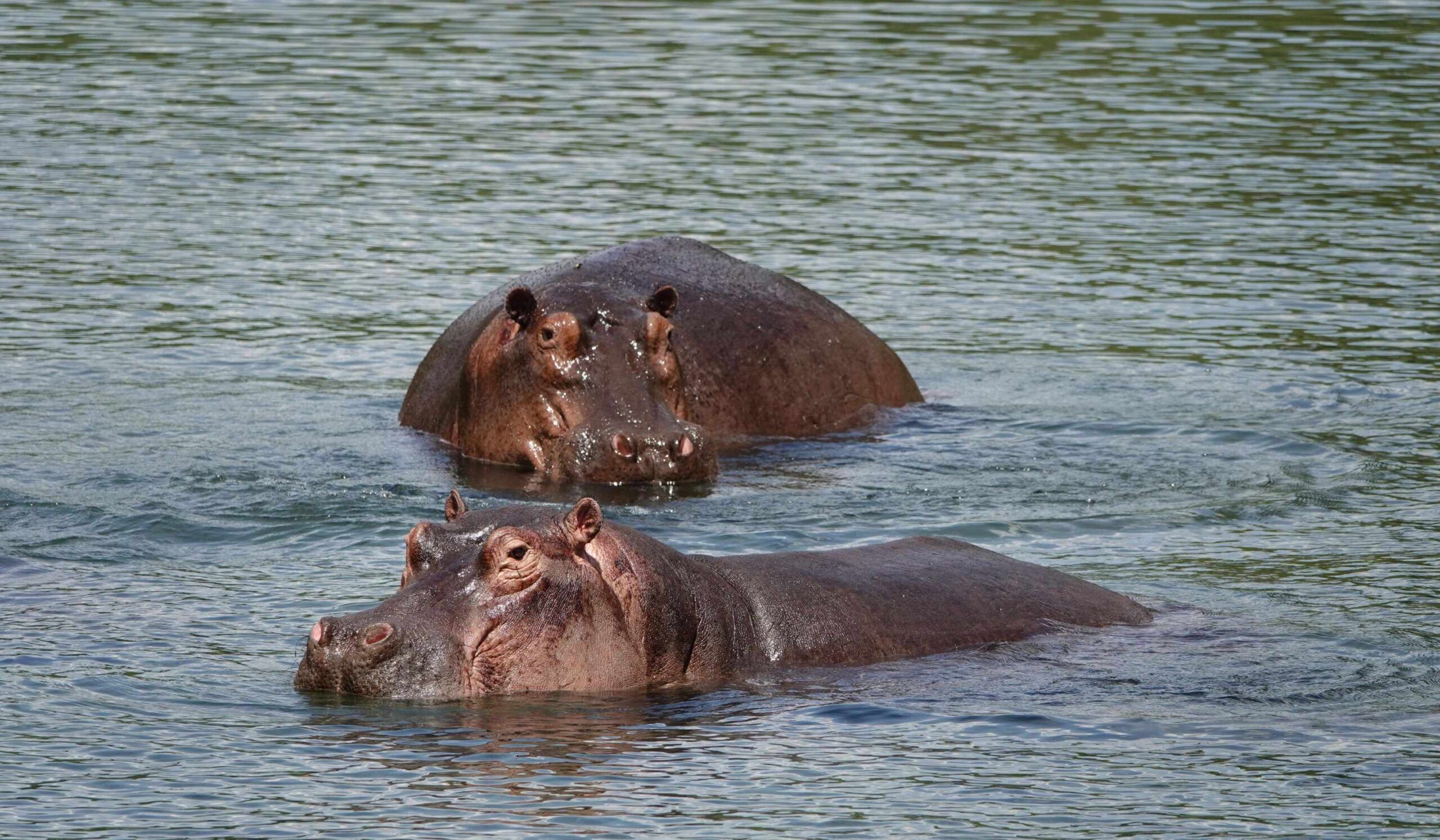 Visita Mzima Springs