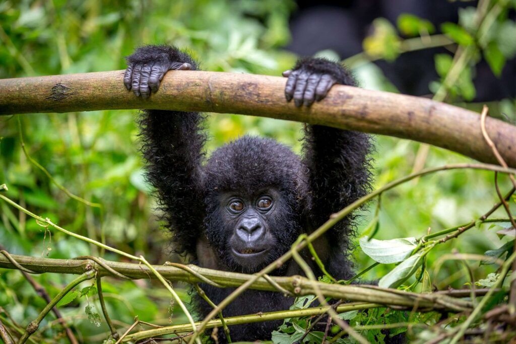 Baby mountain gorilla hanging on a branch surrounded by green forest