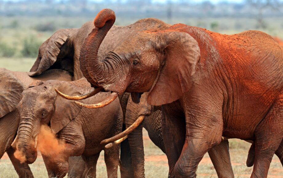 Una manada de elefantes cubierta de polvo rojo en el Parque Nacional Tsavo Este, Kenia