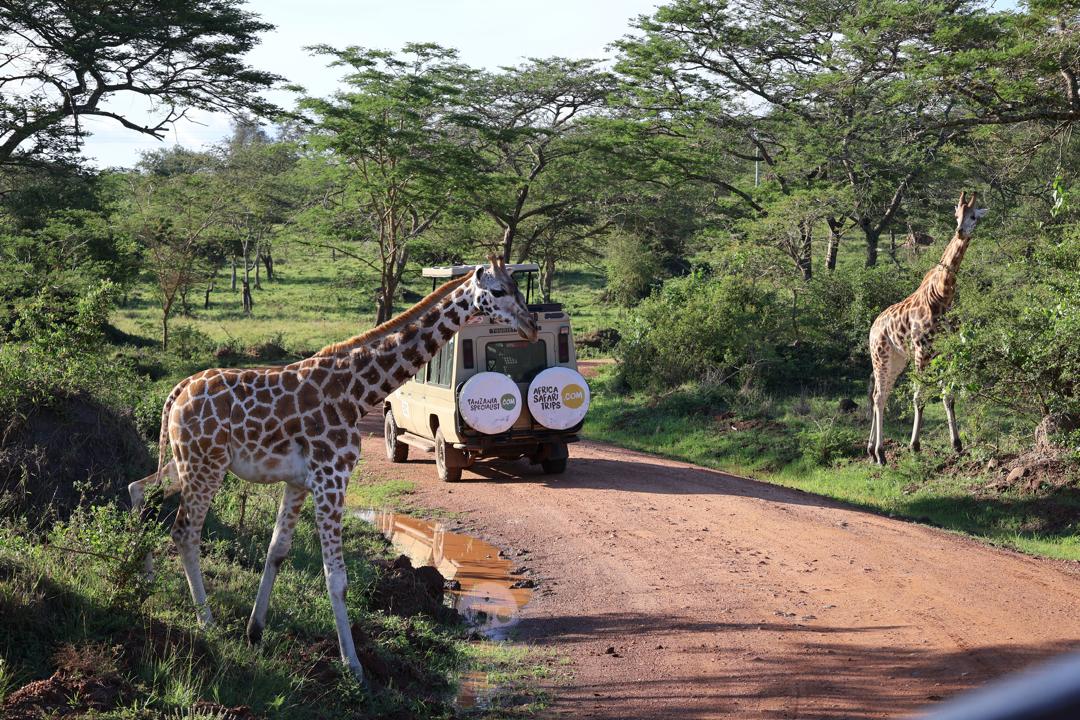 Safari en el Parque Nacional del Lago Mburo