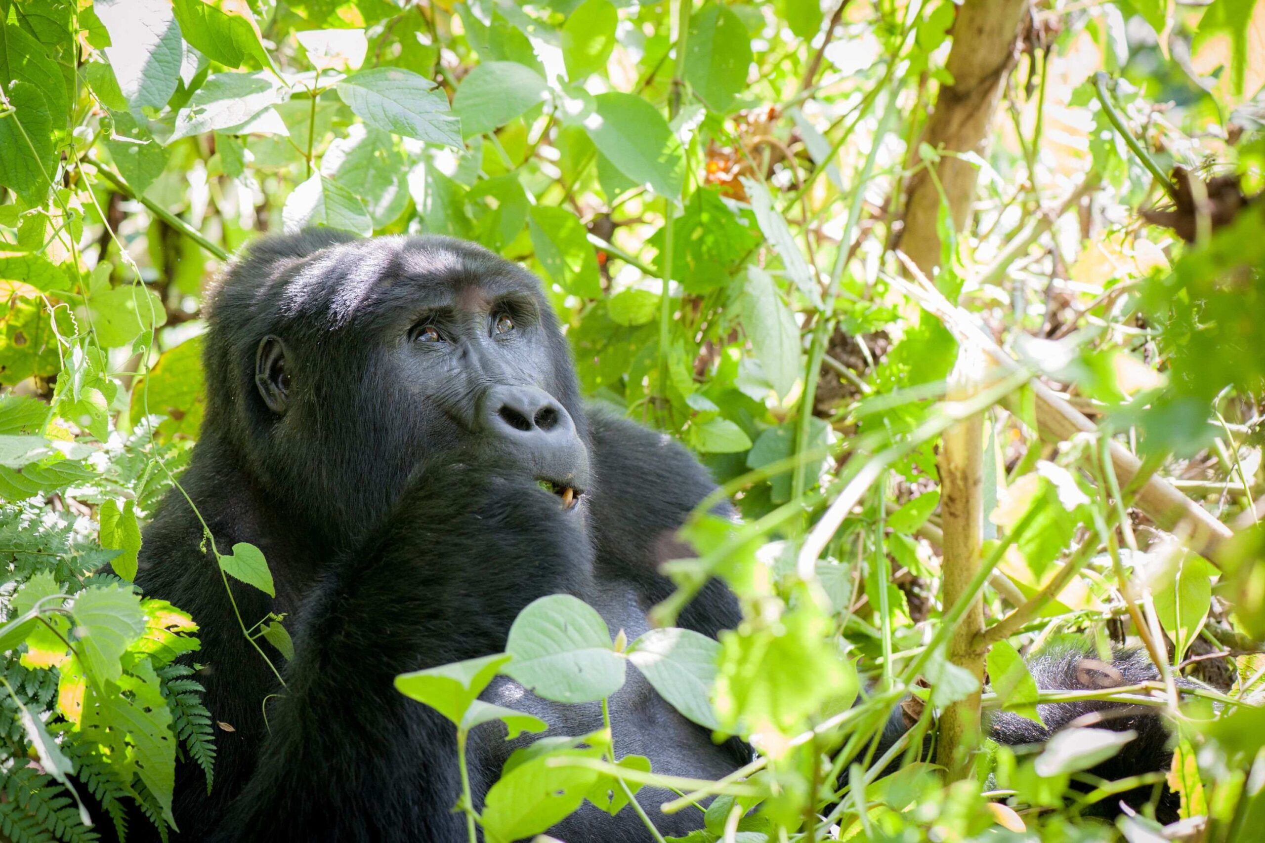 Los gorilas del Parque Nacional de la Selva Impenetrable de Bwindi