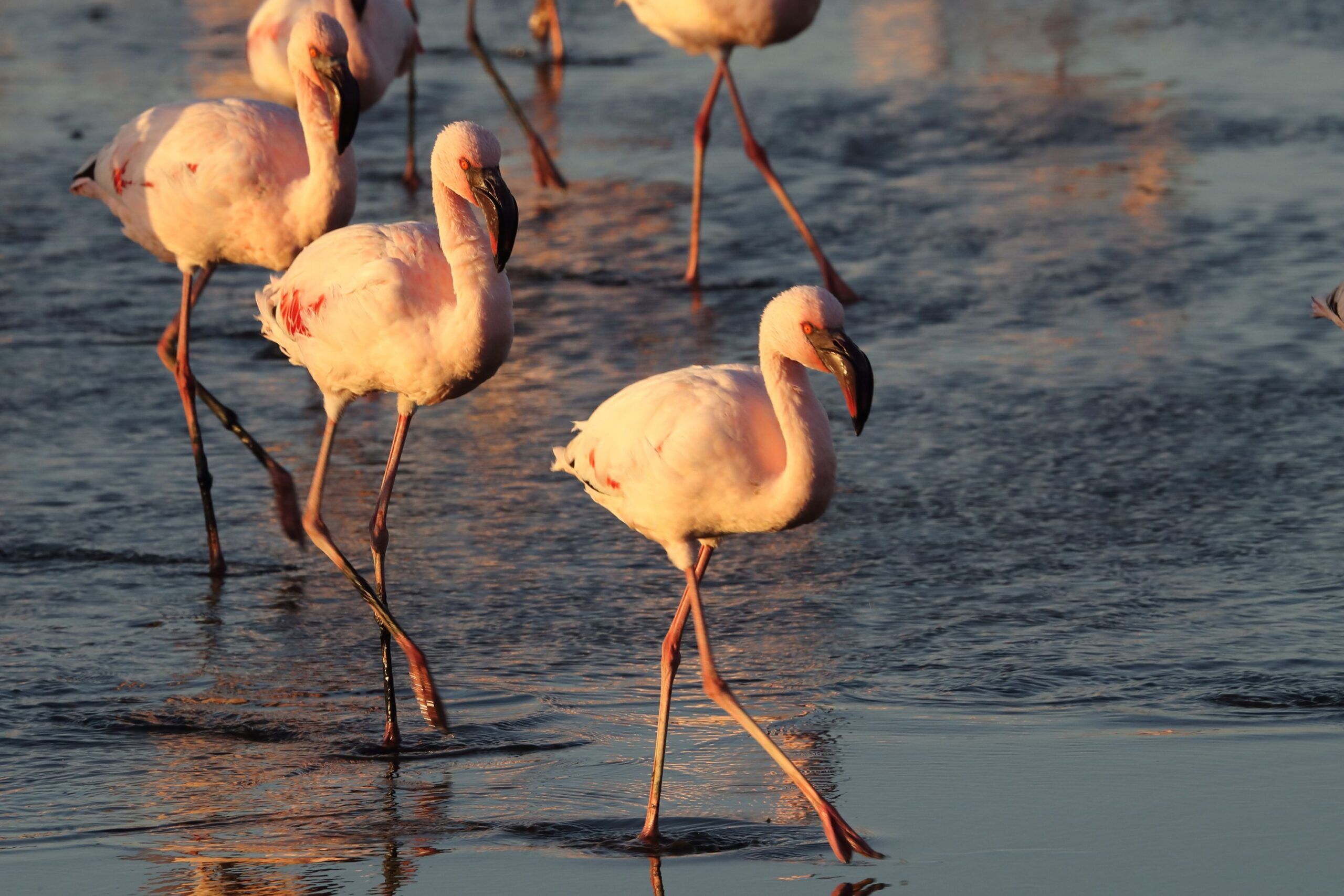Flamencos en el Parque Nacional del Lago Nakuru