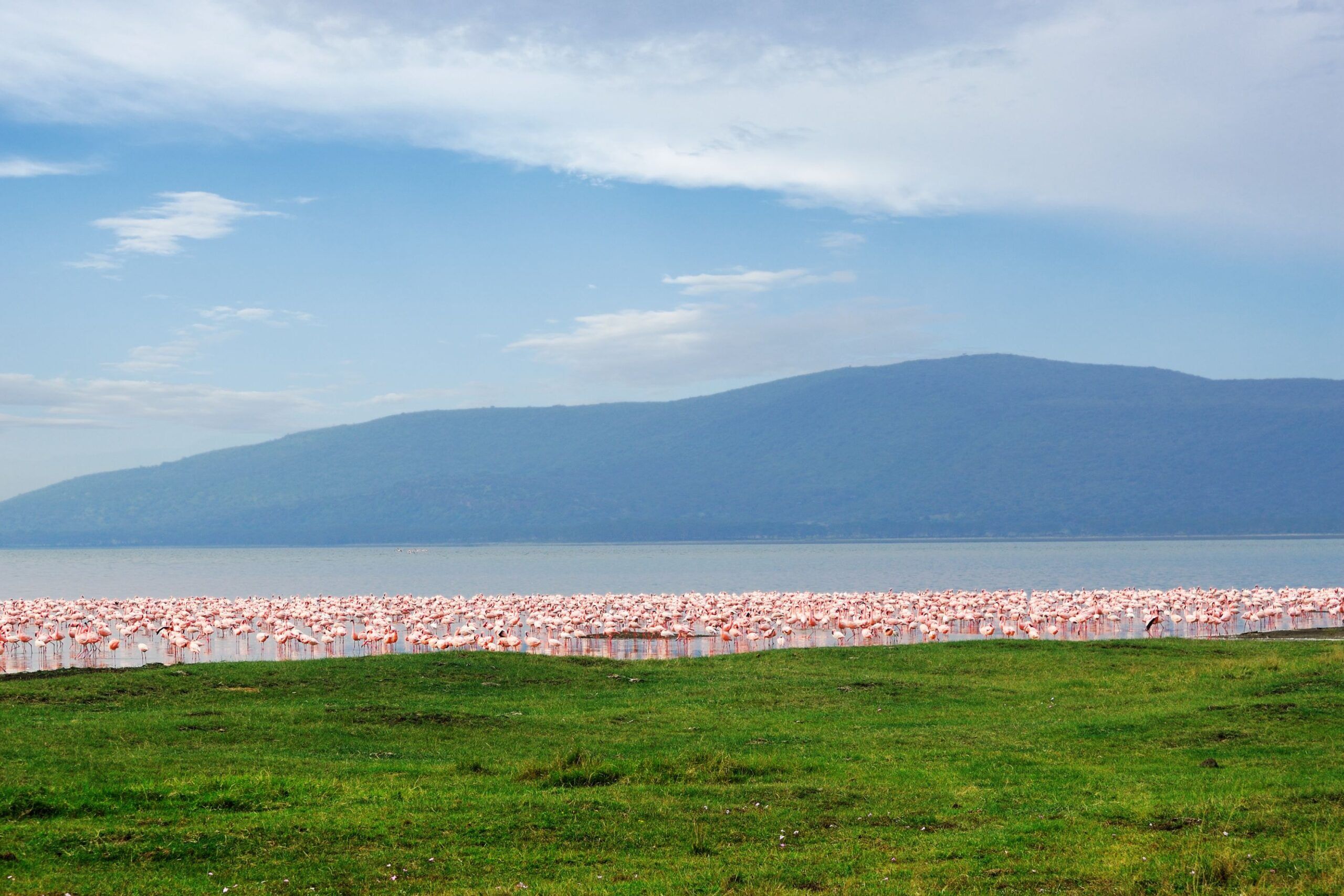 Los flamencos del Parque Nacional del Lago Nakuru