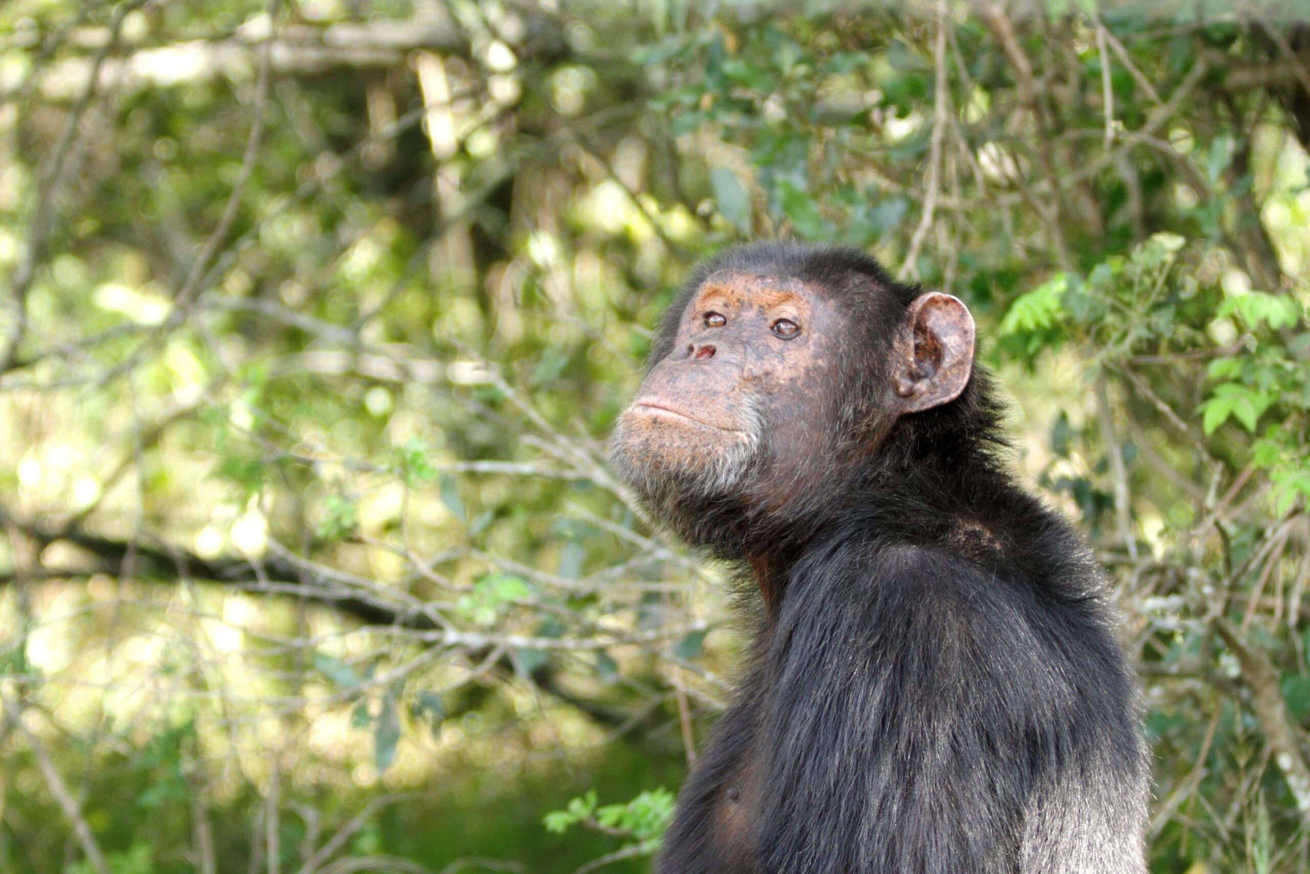 Chimpancé en Ol' Pejeta Conservancy