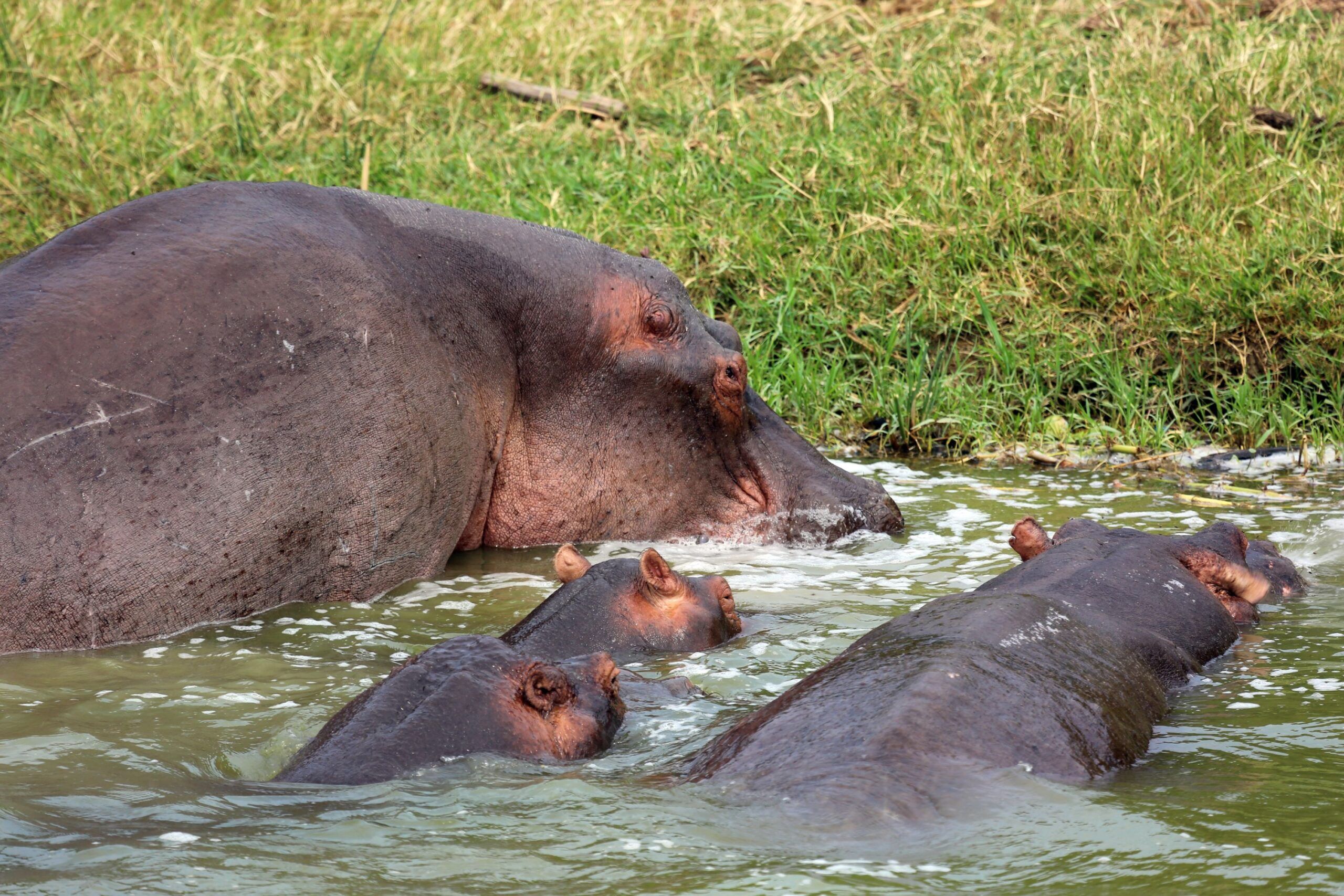 Hipopótamos en el Parque nacional de la Reina Isabel