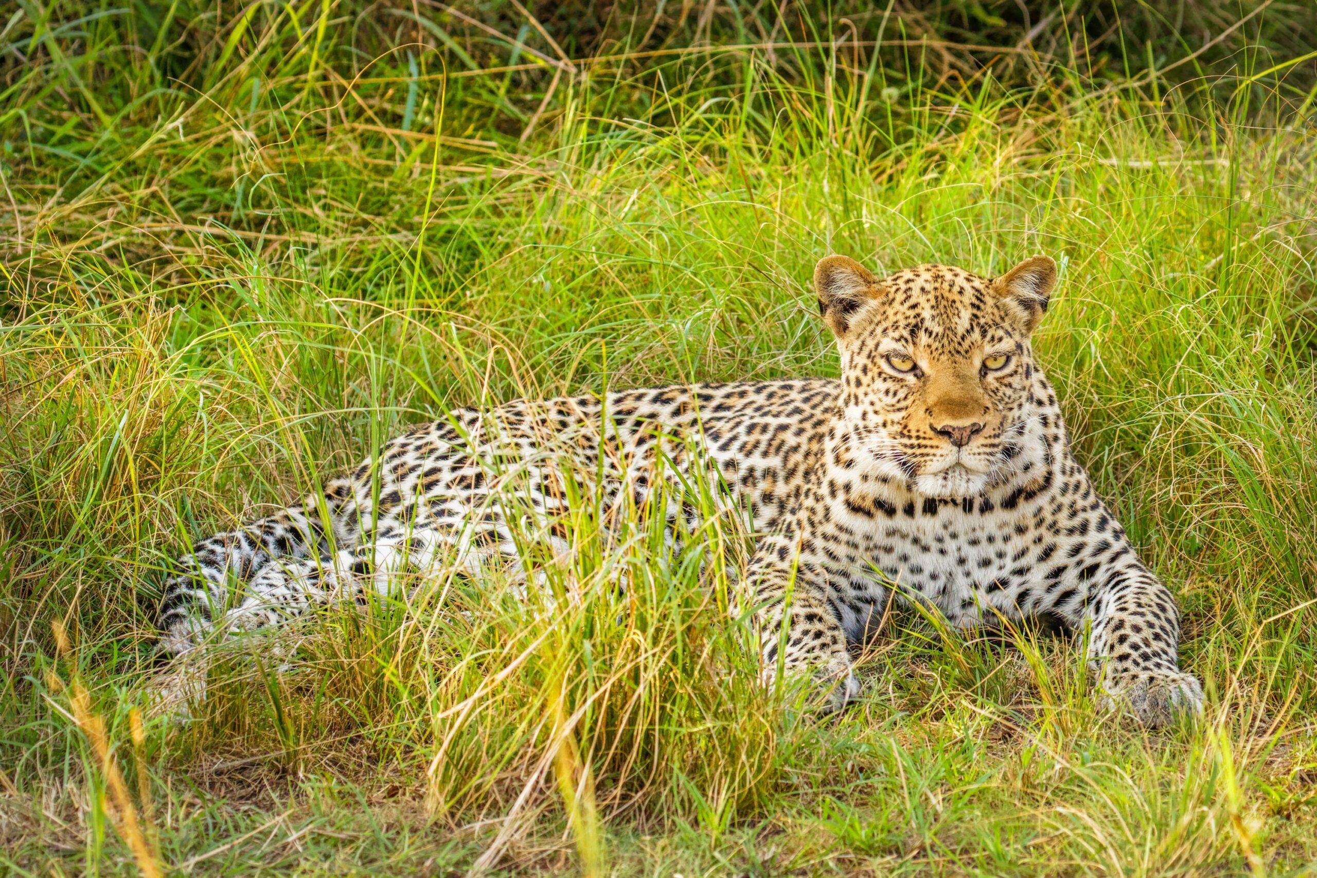 Leopardo en el Parque nacional de la Reina Isabel