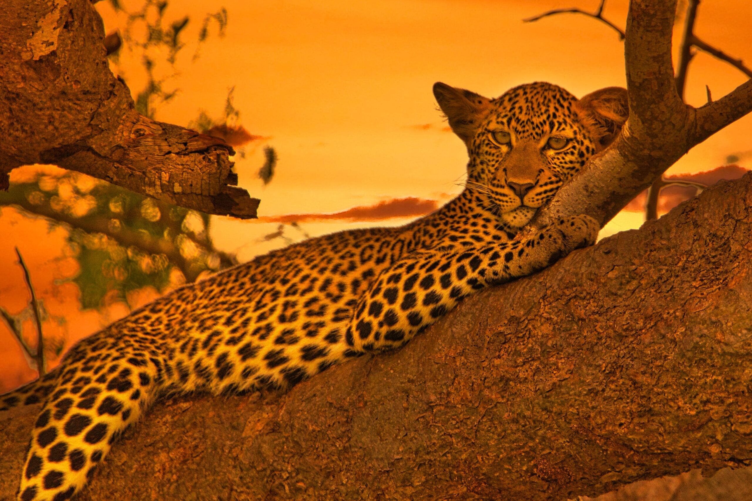 Leopardo descansando en el árbol