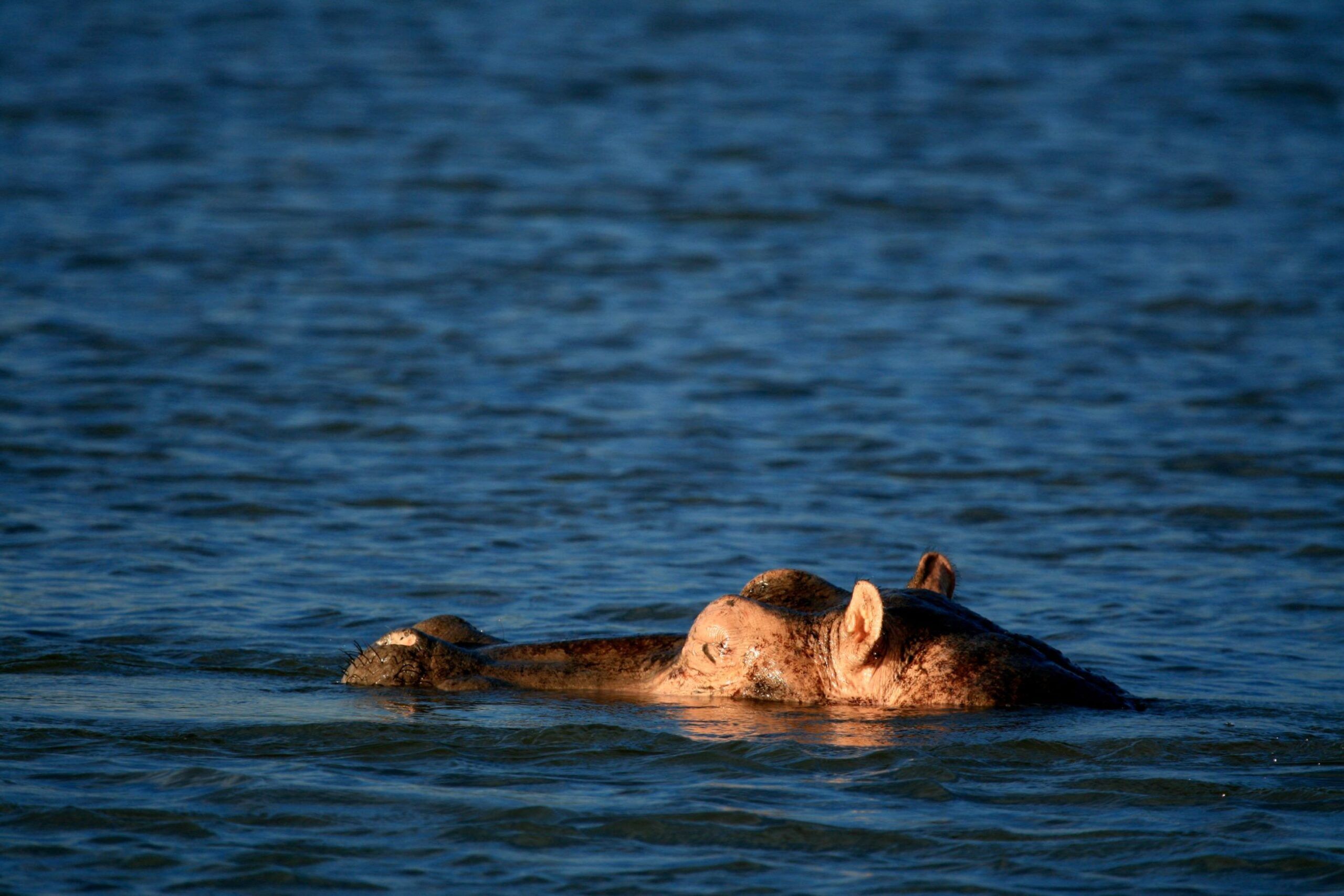 Hipopotamo en safari en barco