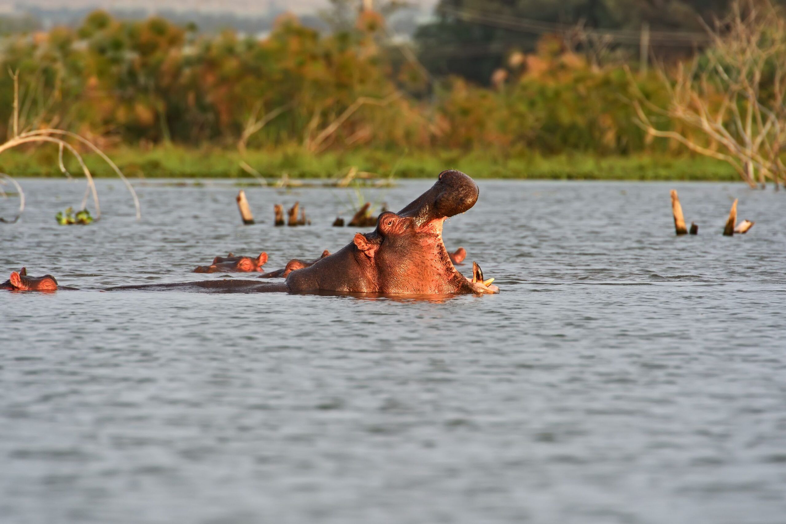 Hipopótamo en el Lago Naivasha