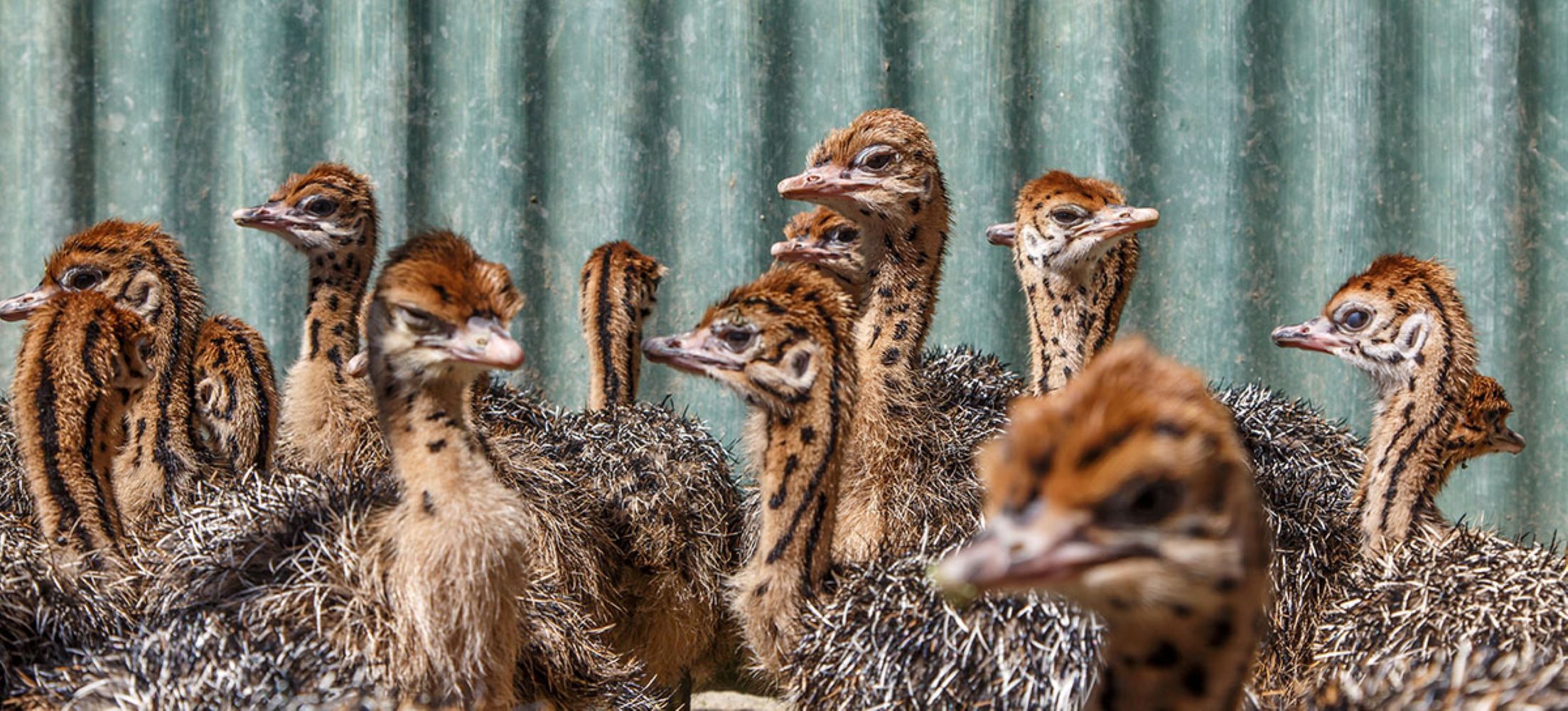 Visita a la granja de avestruces High Gate Ostrich Farm