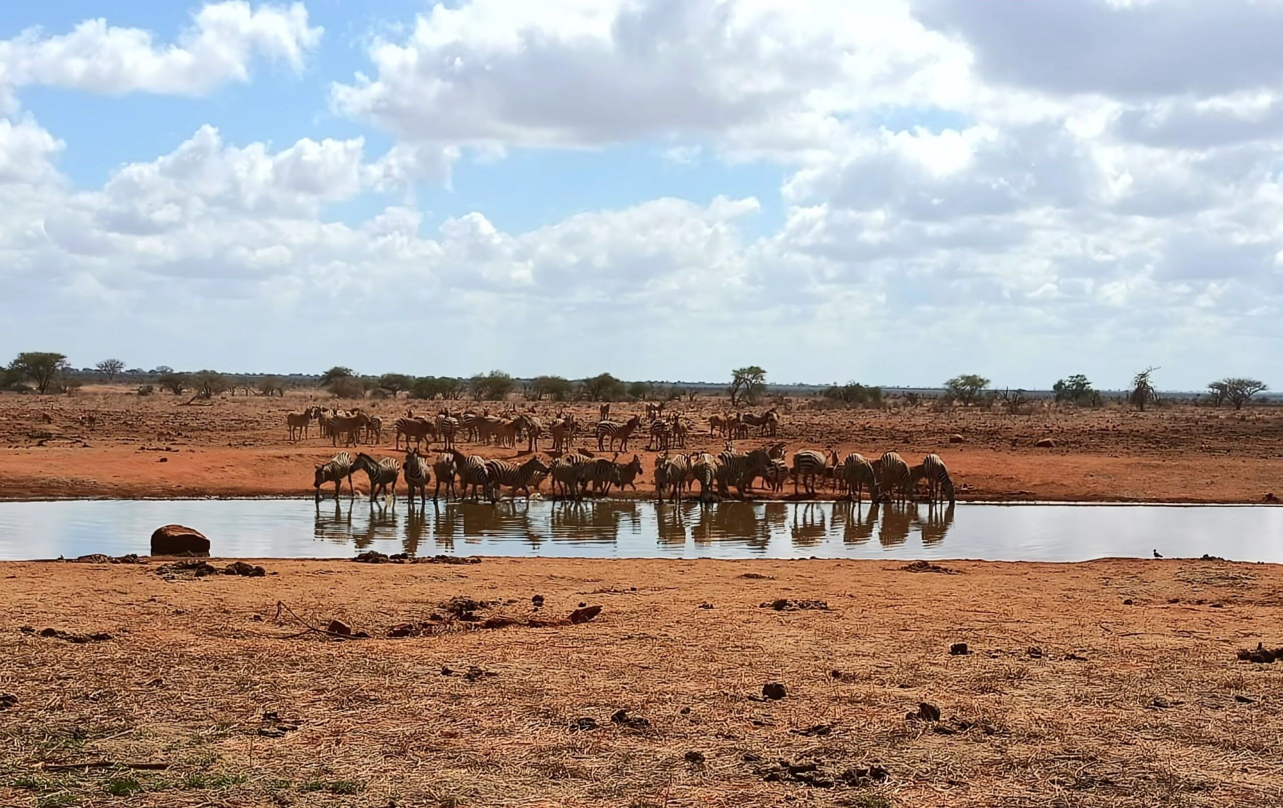 Safari en Ngutuni Wildlife Conservancy