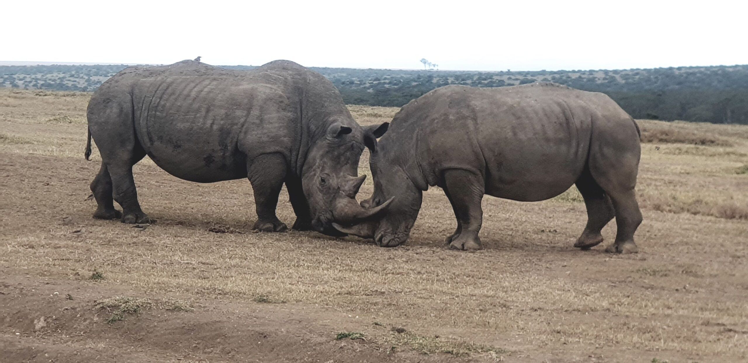 Trayecto desde Ol Pejeta Conservancy hasta Solio Conservancy