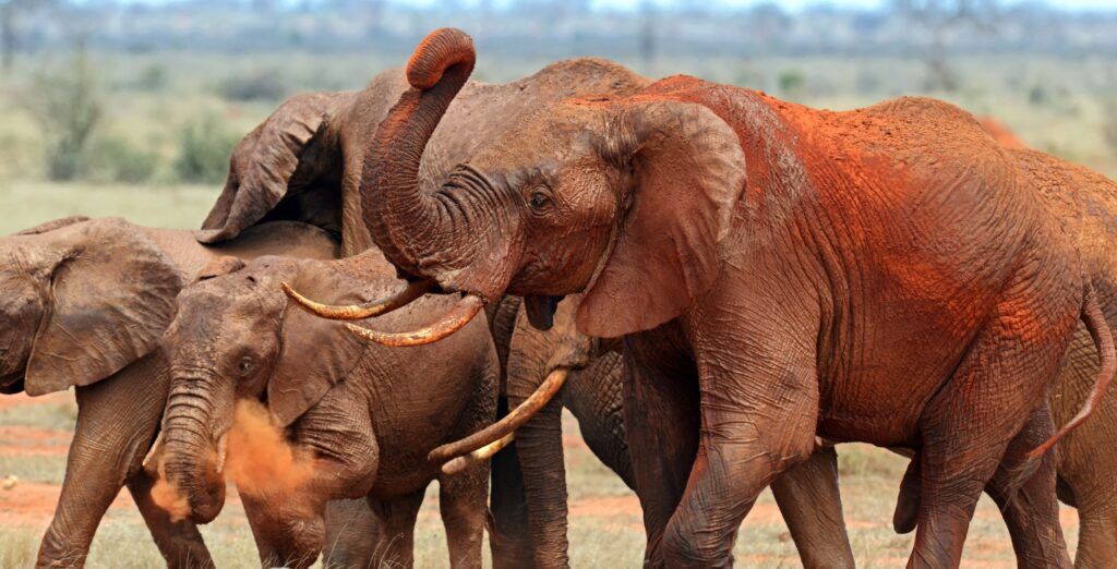 Una manada de elefantes cubierta de polvo rojo en el Parque Nacional Tsavo Este, Kenia