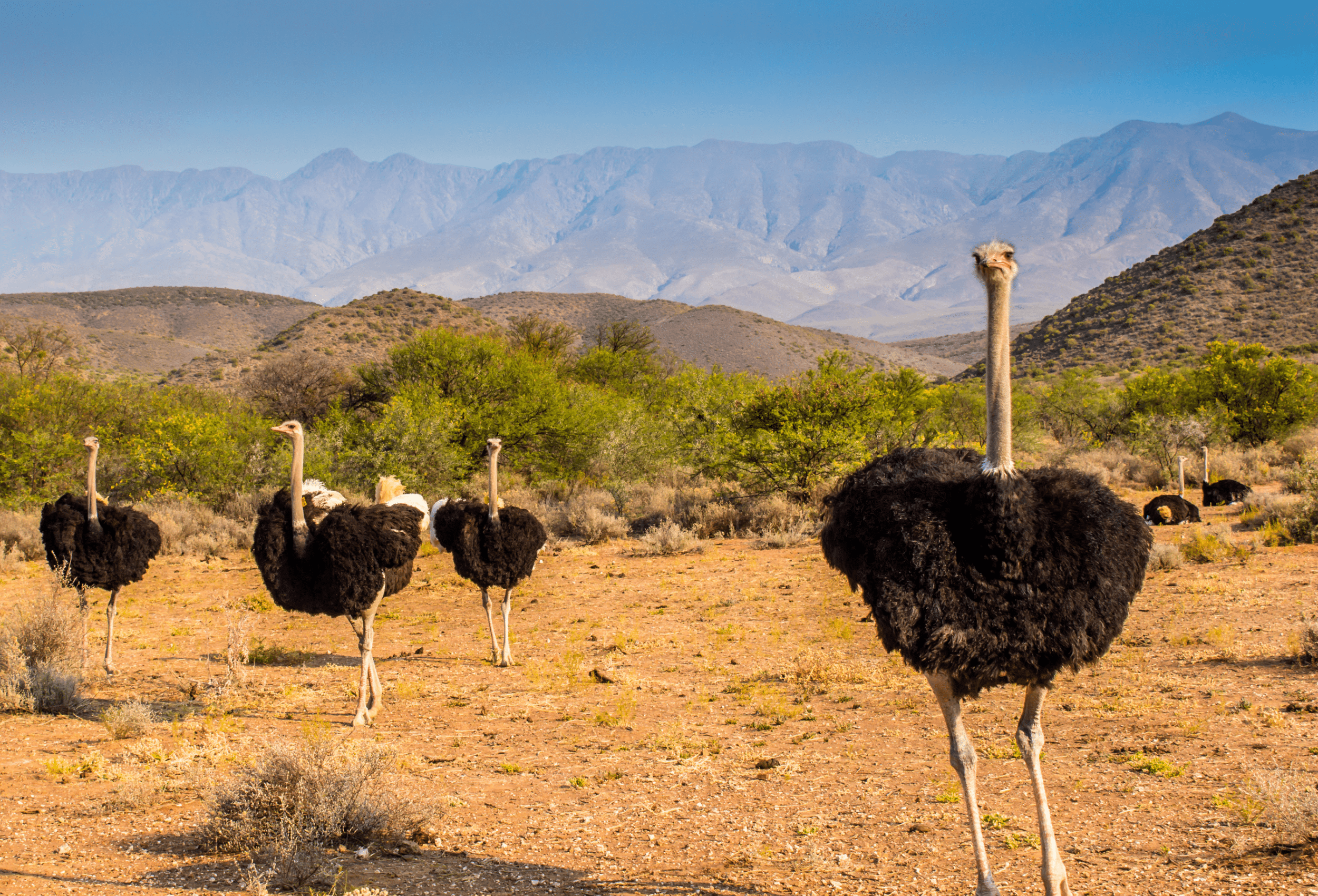 South-Africa_Images-for-Landing-Pages-8