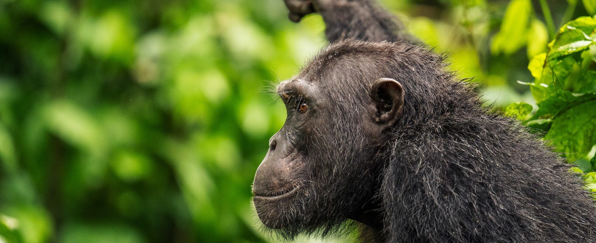 Chimpancé agarrado de una rama