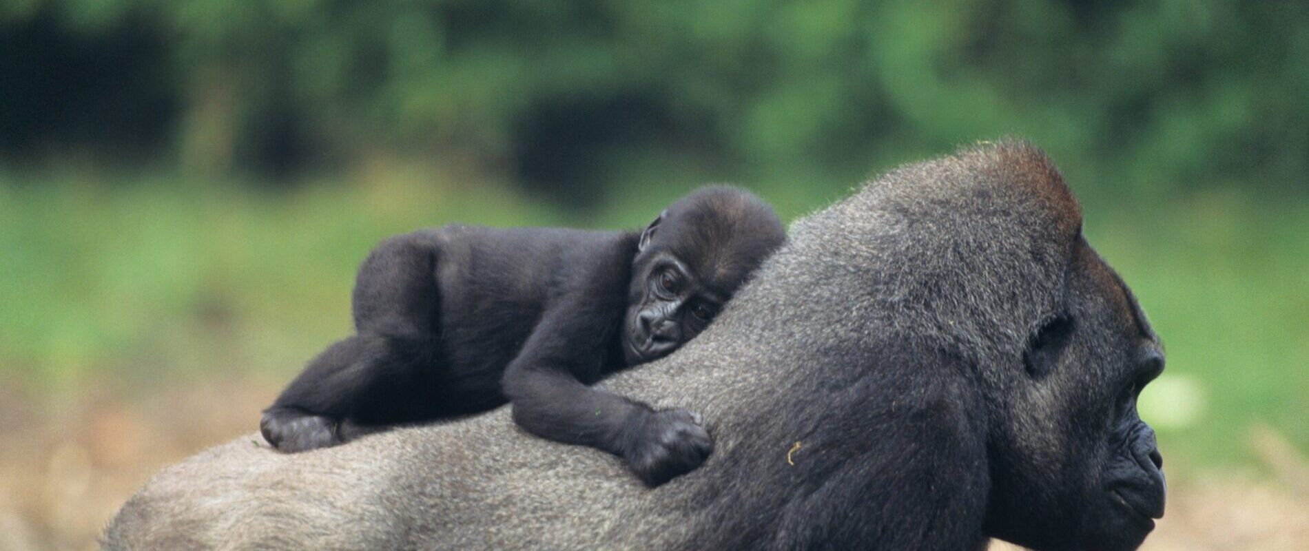 Gorilla mum and baby