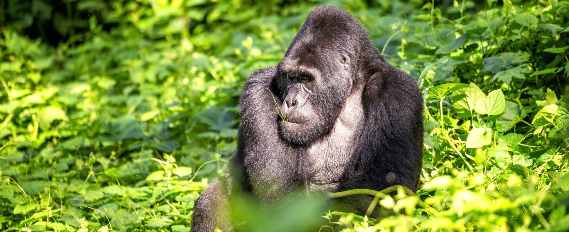 Gorila de espalda plateada sentado en un entorno verde en Bwindi