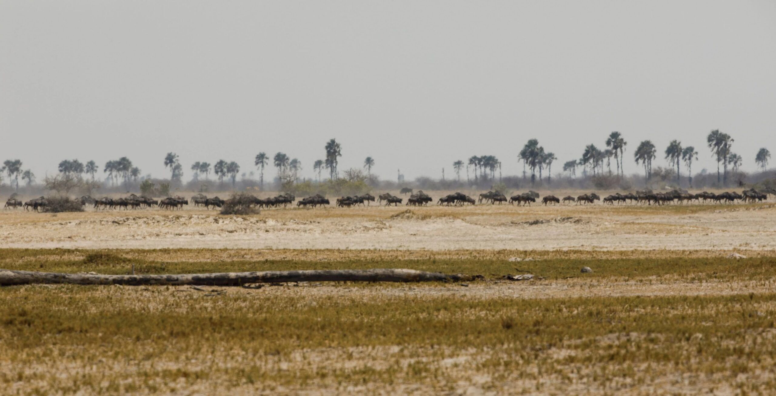 Las salinas de Makgadikgadi