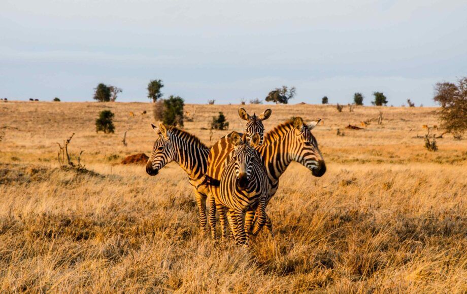 Cuatro cebras de pie en círculo durante la hora dorada en el Parque Nacional Tsavo Oeste, Kenia