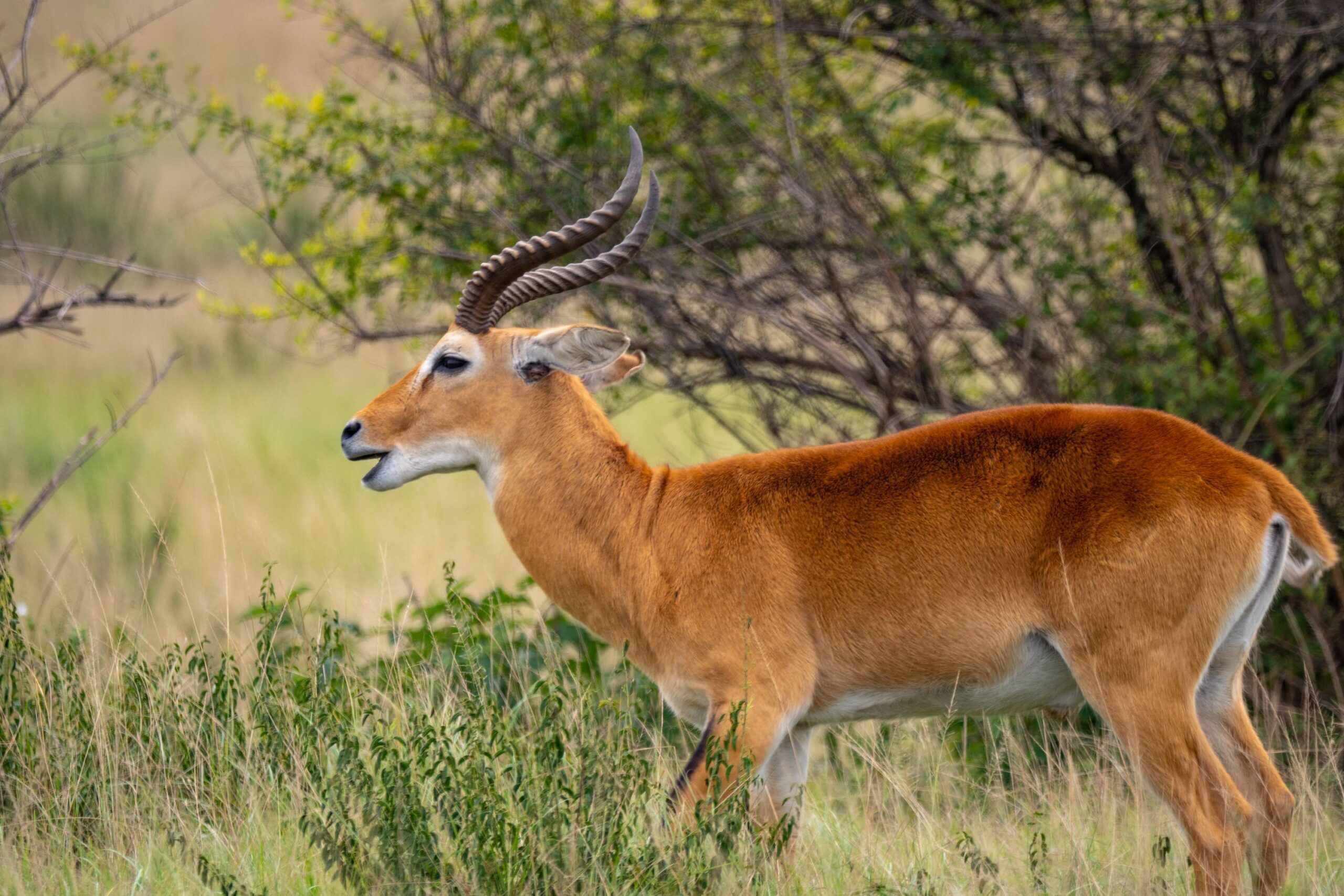 Safaris en el Parque nacional de la Reina Isabel