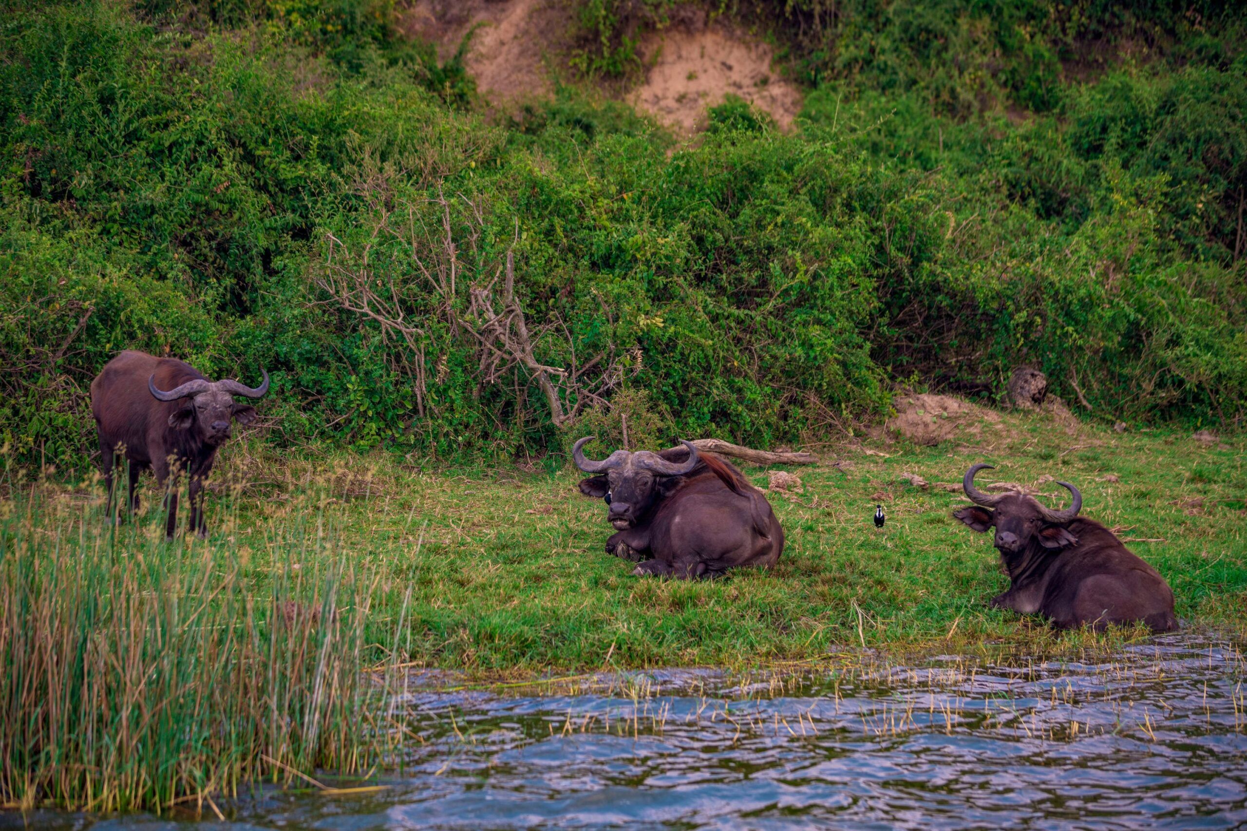 Búfalo en el Parque nacional de la Reina Isabel