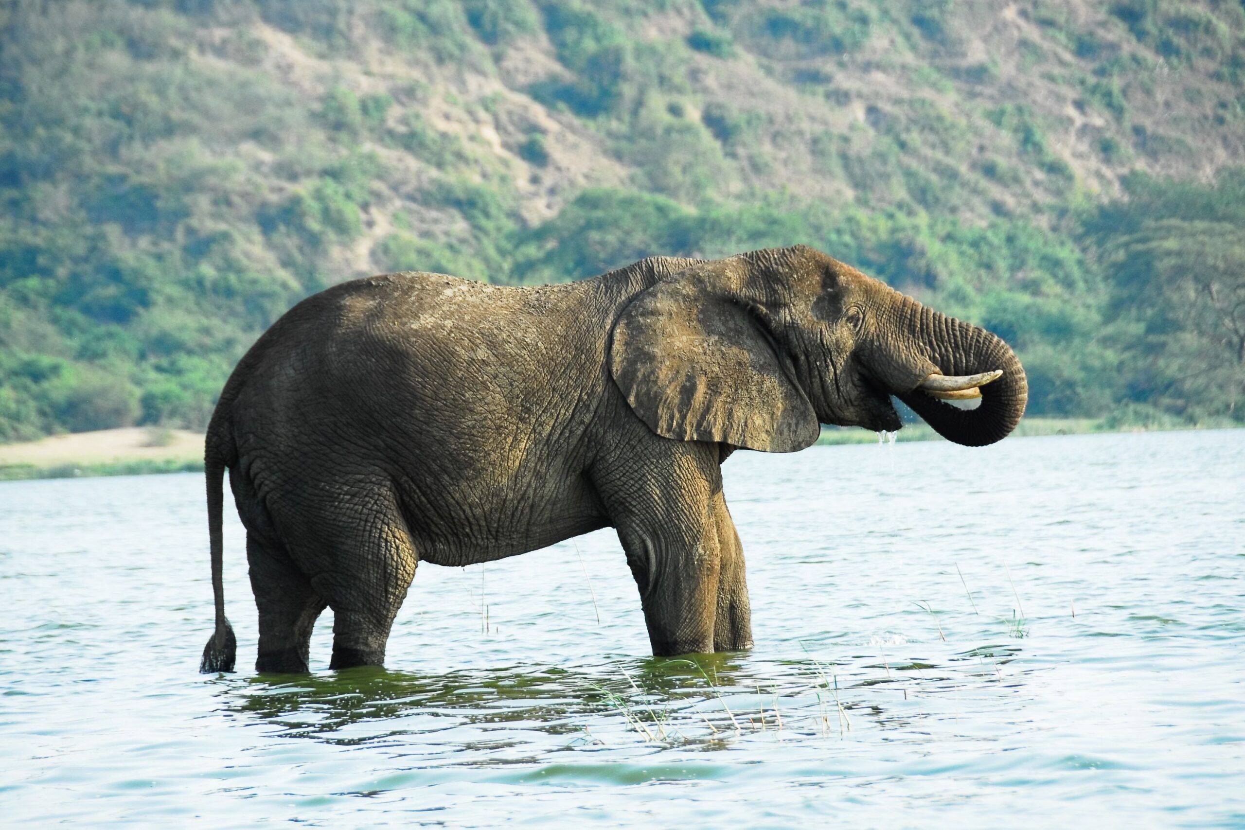 Elefante en el Parque nacional de la Reina Isabel