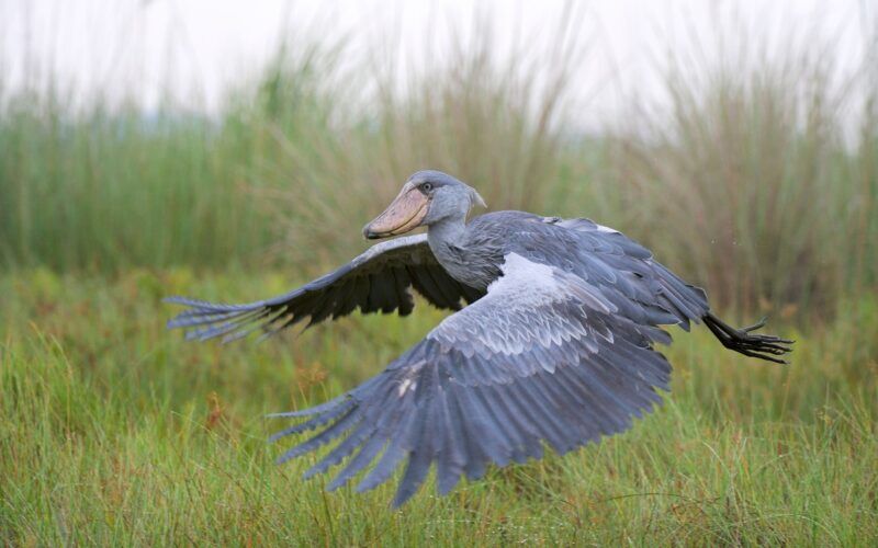 Paraíso para los amantes de las aves