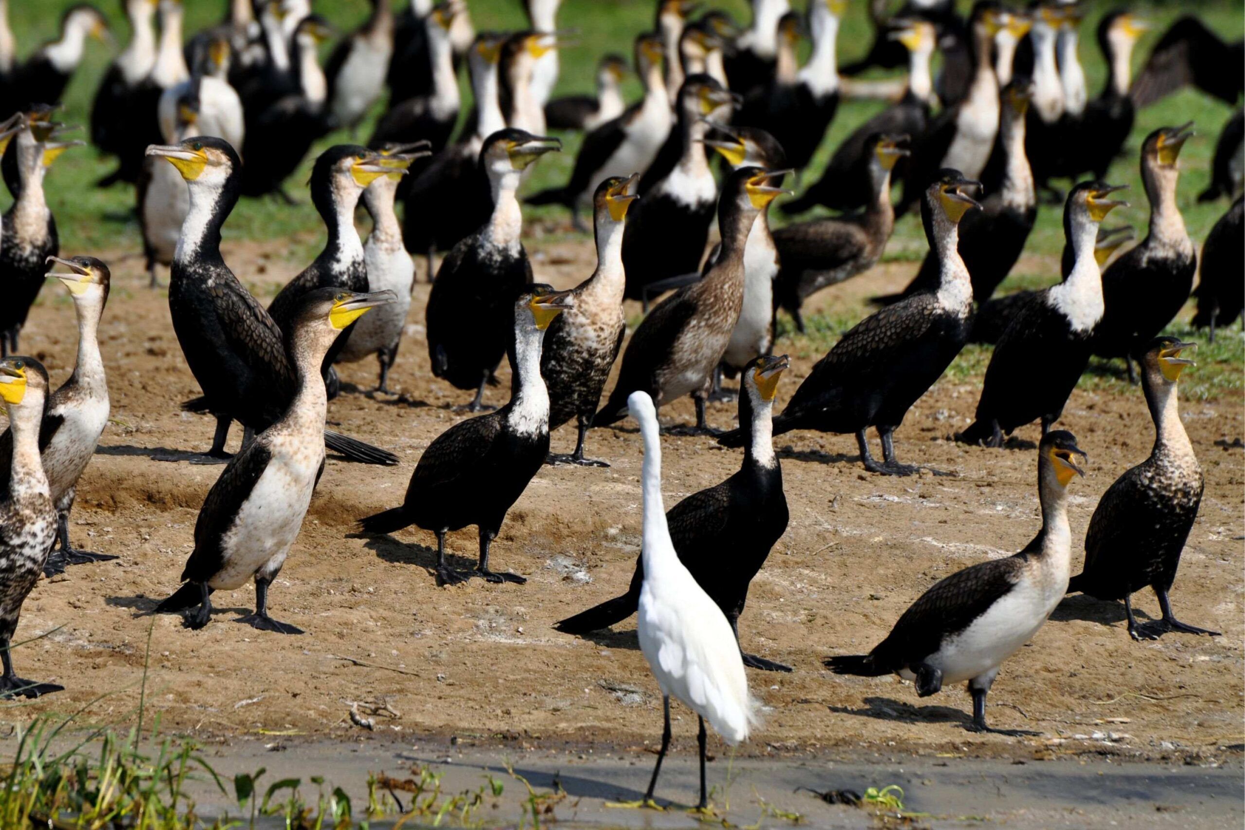 Cientos de especies de aves en el Parque nacional de la Reina Isabel